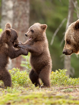 Cute bears Cute bears