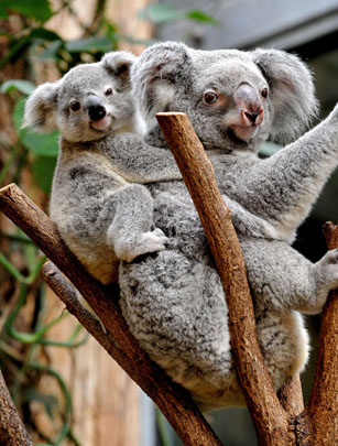 Baby koala Baby koala