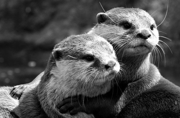 Hugging otters Hugging otters
