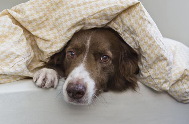 Dog in bed Dog in bed