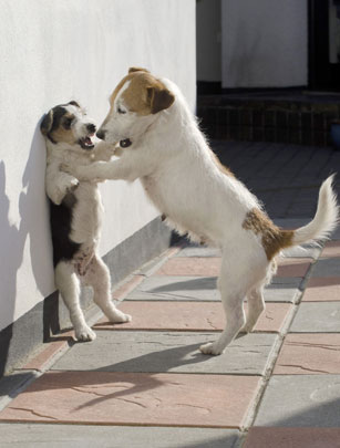 Dog pic Dog pic