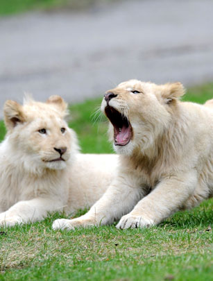 Lions Lions