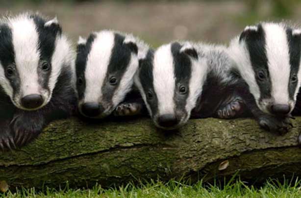 Glamping Mill Farm Wiltshire badger watching Glamping Mill Farm Wiltshire badger watching