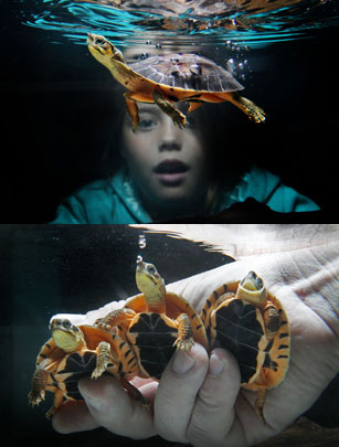 Cute turtles Cute turtles