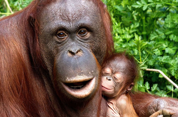 Mum gorilla and baby Mum gorilla and baby