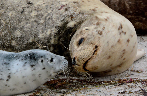 Mum seal and pup Mum seal and pup