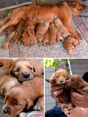 Cute puppies 2 Cute puppies 2