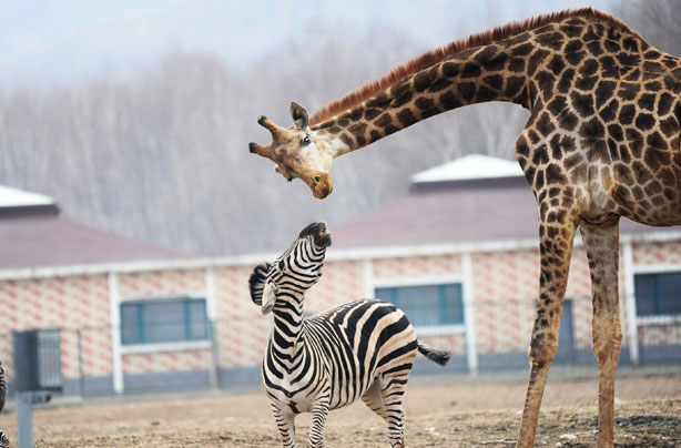 Cute animal pictures