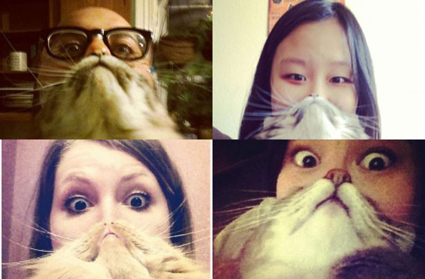 Cat beards