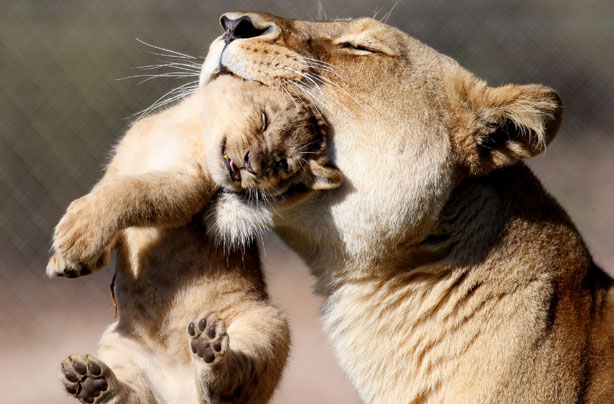 lion and baby lion and baby