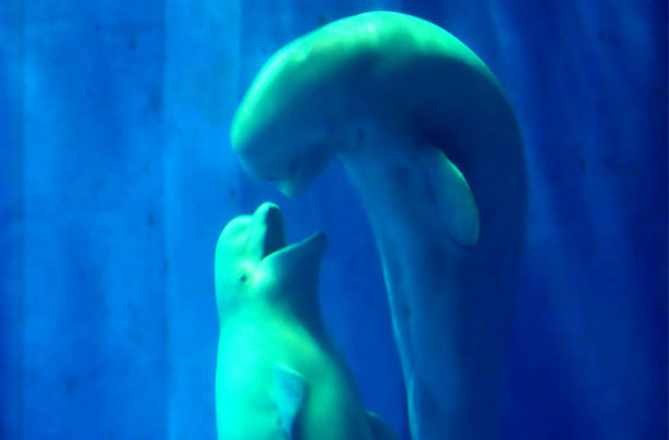 Beluga whales kiss Beluga whales kiss