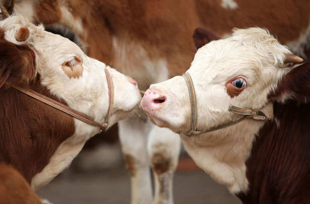 Cows smooching Cows smooching