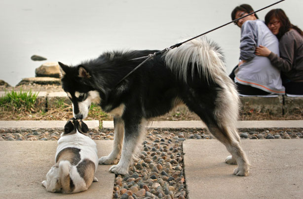 Dogs kissing Dogs kissing