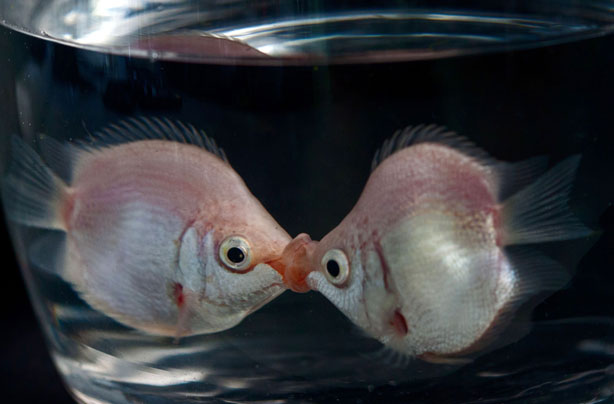 Fish kissing Fish kissing