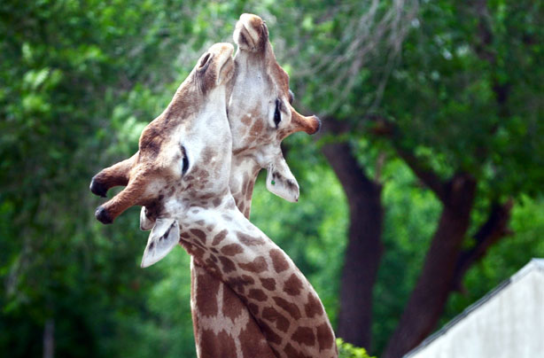 Giraffes kissing Giraffes kissing