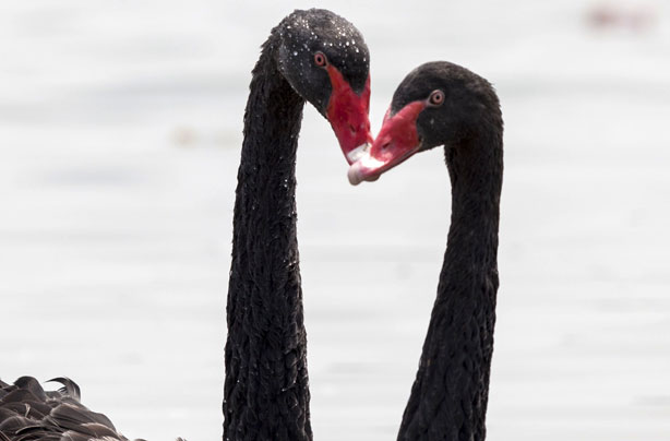 Swans smooch Swans smooch