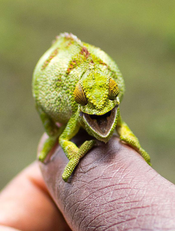 Chameleon, smiling animals Chameleon, smiling animals