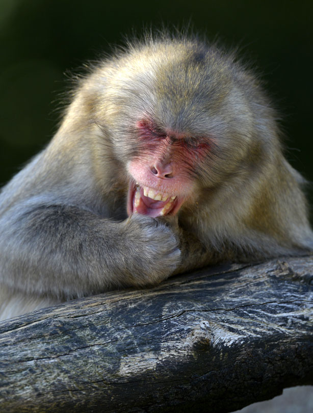 smiling animals smiling animals