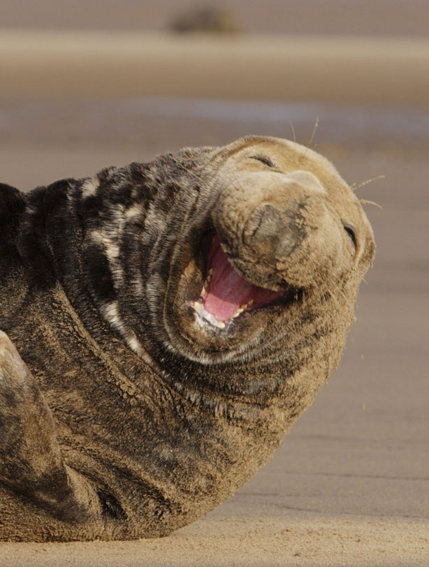 smiling animals smiling animals