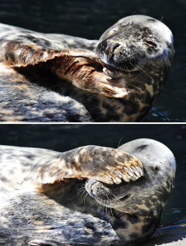 smiling animals smiling animals