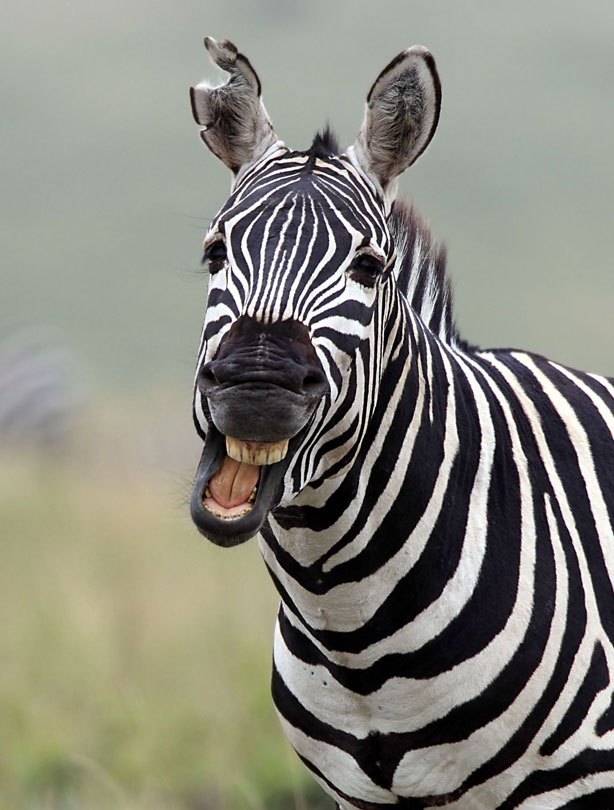 smiling animals smiling animals