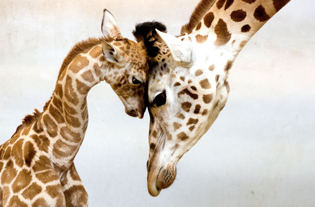 Baby giraffe pic Baby giraffe pic