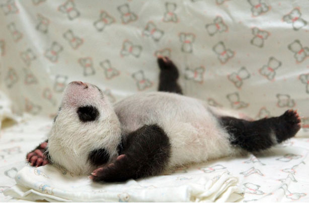 Cute animal pictures