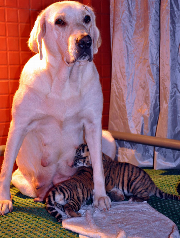 Dog and tiger pups Dog and tiger pups