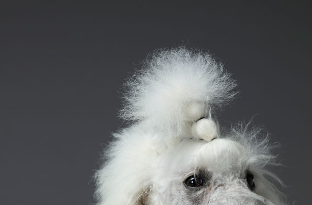 Dog funny hair Dog funny hair