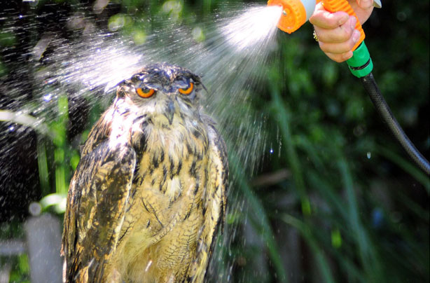 Owl having a shower Owl having a shower