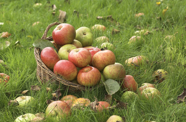 Apples Apples