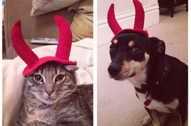 Halloween animals Halloween animals