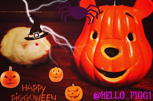 Halloween animals Halloween animals