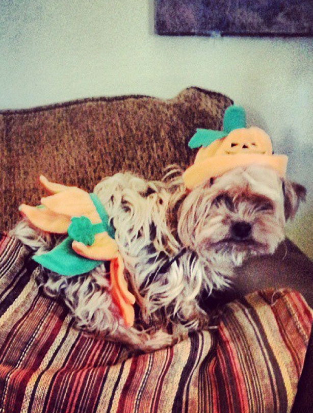 Halloween animals Halloween animals