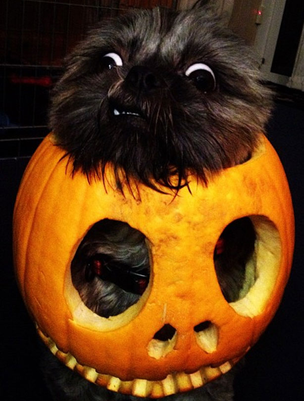 Halloween animals Halloween animals