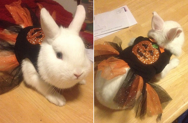 Halloween animals Halloween animals