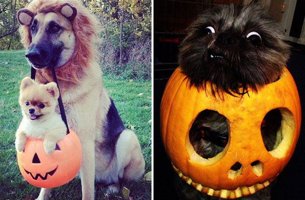 Cute and funny Halloween animal pics