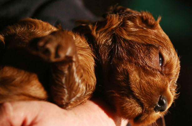 10 ridiculously cute pictures of Red Setter puppies that will literally MAKE your day!