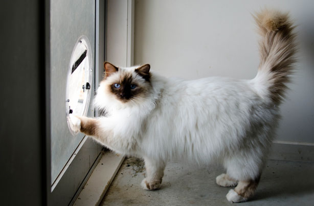 Cat flap Cat flap