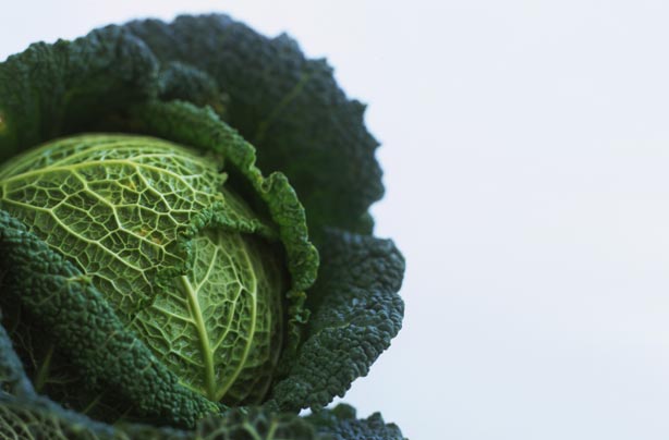 Cabbage Cabbage