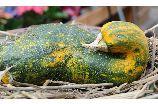 The most amazing vegetables you'll ever see!