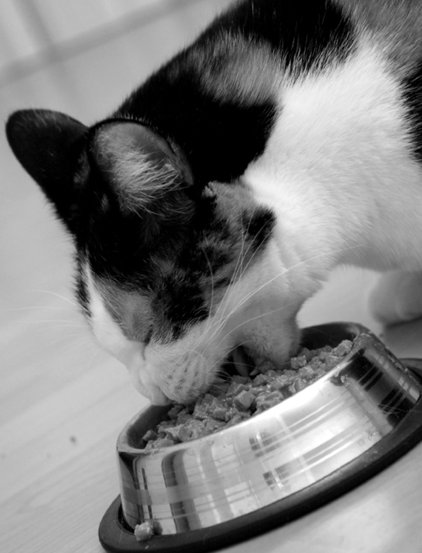 Pet food Pet food