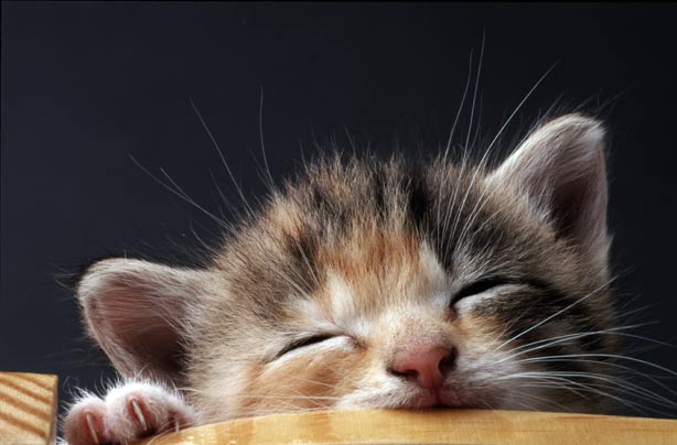 Quiz: What's your animal sleep double?
