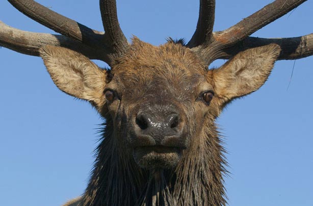 Elk Elk