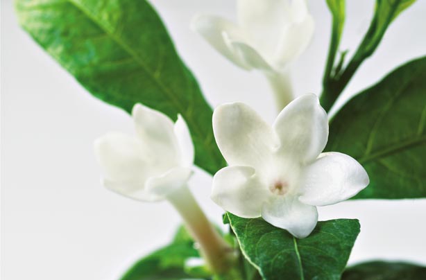 Jasmine plant Jasmine plant