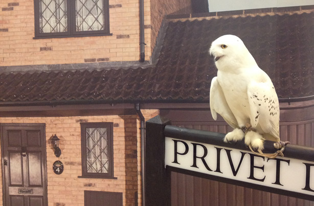 Hedwig: Feathers and Flight at Warner Bros. Studio Tour