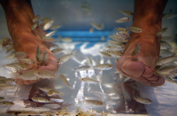Fish pedicure Fish pedicure