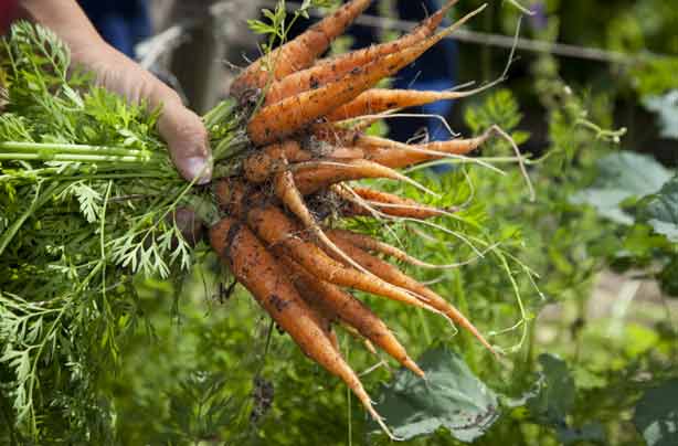 42 jobs to do from home grow sell vegetables 42 jobs to do from home grow sell vegetables