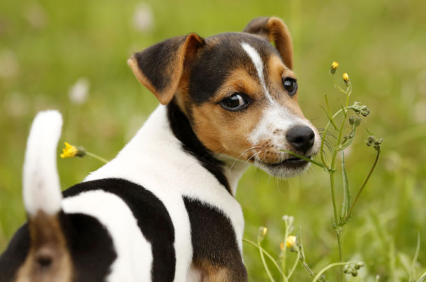 Puppy