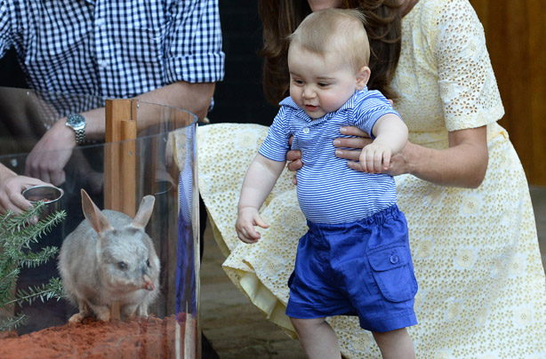 Prince George looking at a bilby Prince George looking at a bilby